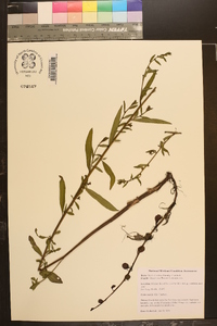 Ludwigia alata image