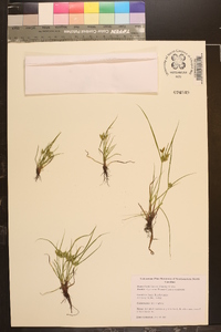 Cyperus compressus image