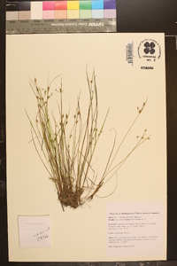 Fimbristylis annua image