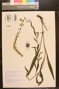 Solidago austrina image