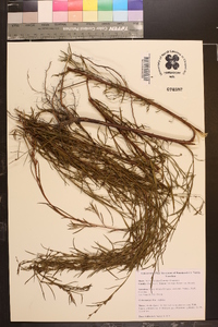 Ludwigia linearis var. linearis image