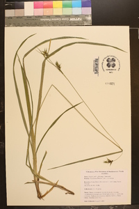 Carex lonchocarpa image