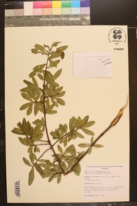 Quercus laurifolia image