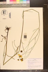 Coreopsis falcata image