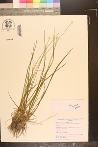 Eriocaulon decangulare image