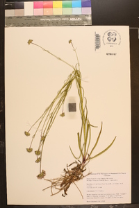 Marshallia graminifolia image