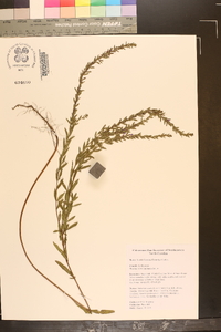 Lythrum lanceolatum image