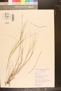 Aristida virgata image