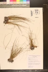 Eleocharis microcarpa image