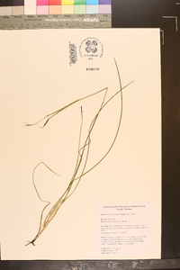 Sisyrinchium atlanticum image