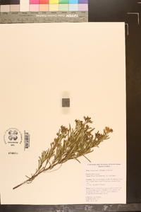 Hypericum densiflorum var. densiflorum image