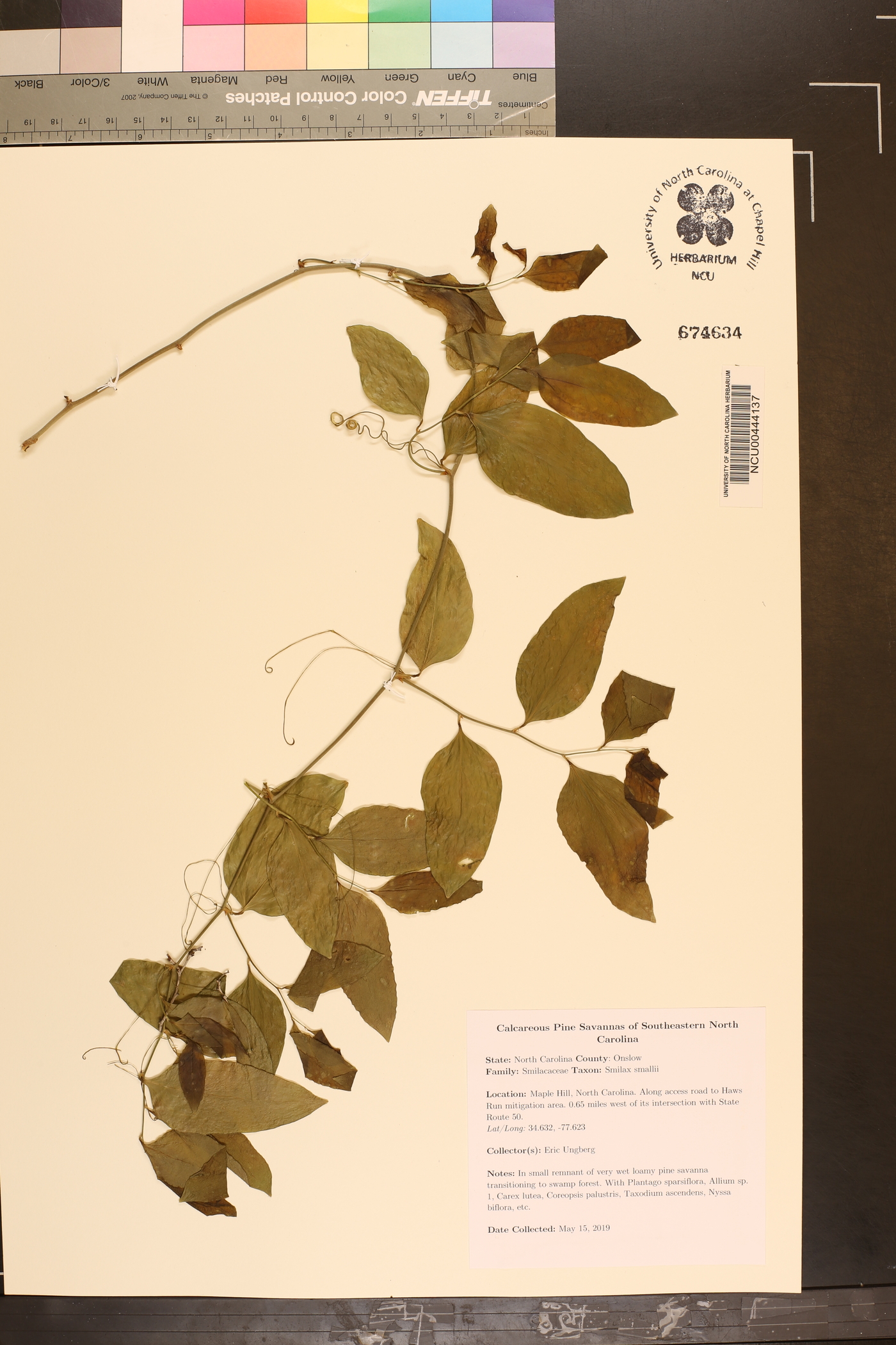 Smilax smallii image