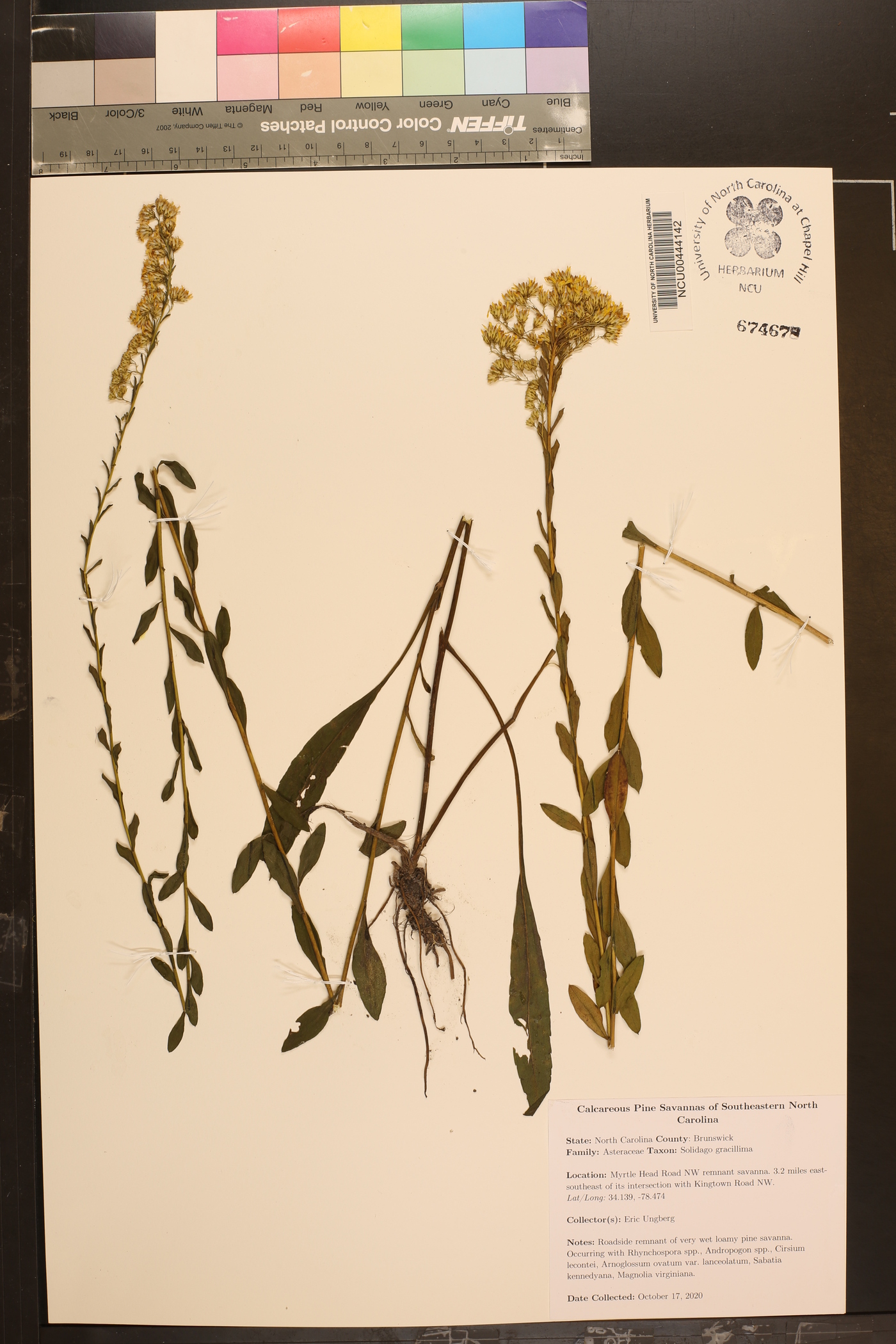 Solidago gracillima image