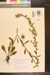 Solidago erecta image