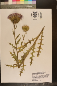 Cirsium pumilum image