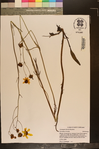 Coreopsis falcata image