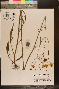 Coreopsis falcata image