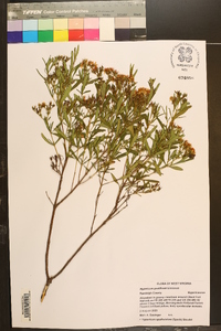 Hypericum prolificum image