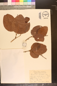 Coccoloba diversifolia image