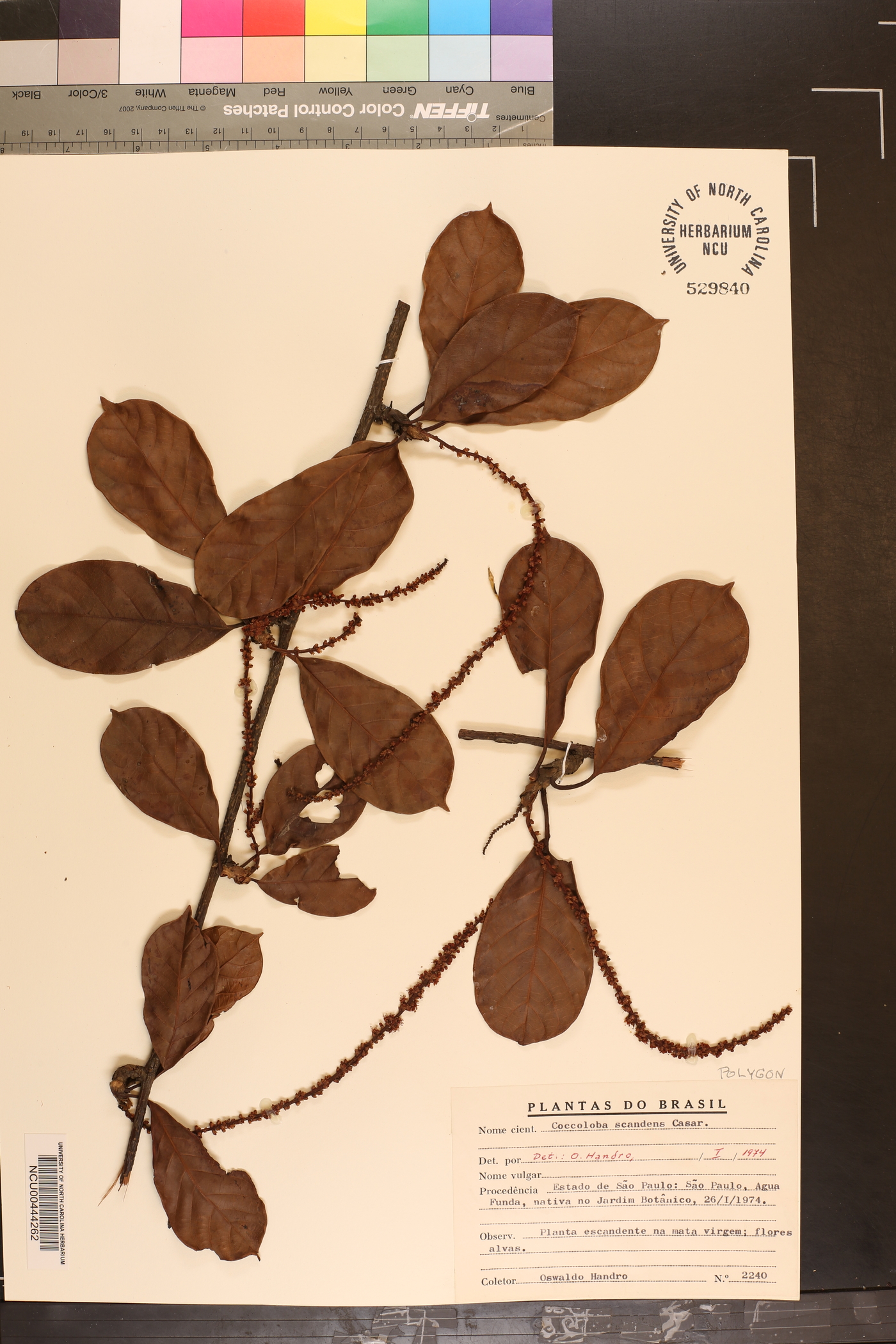 Coccoloba scandens image