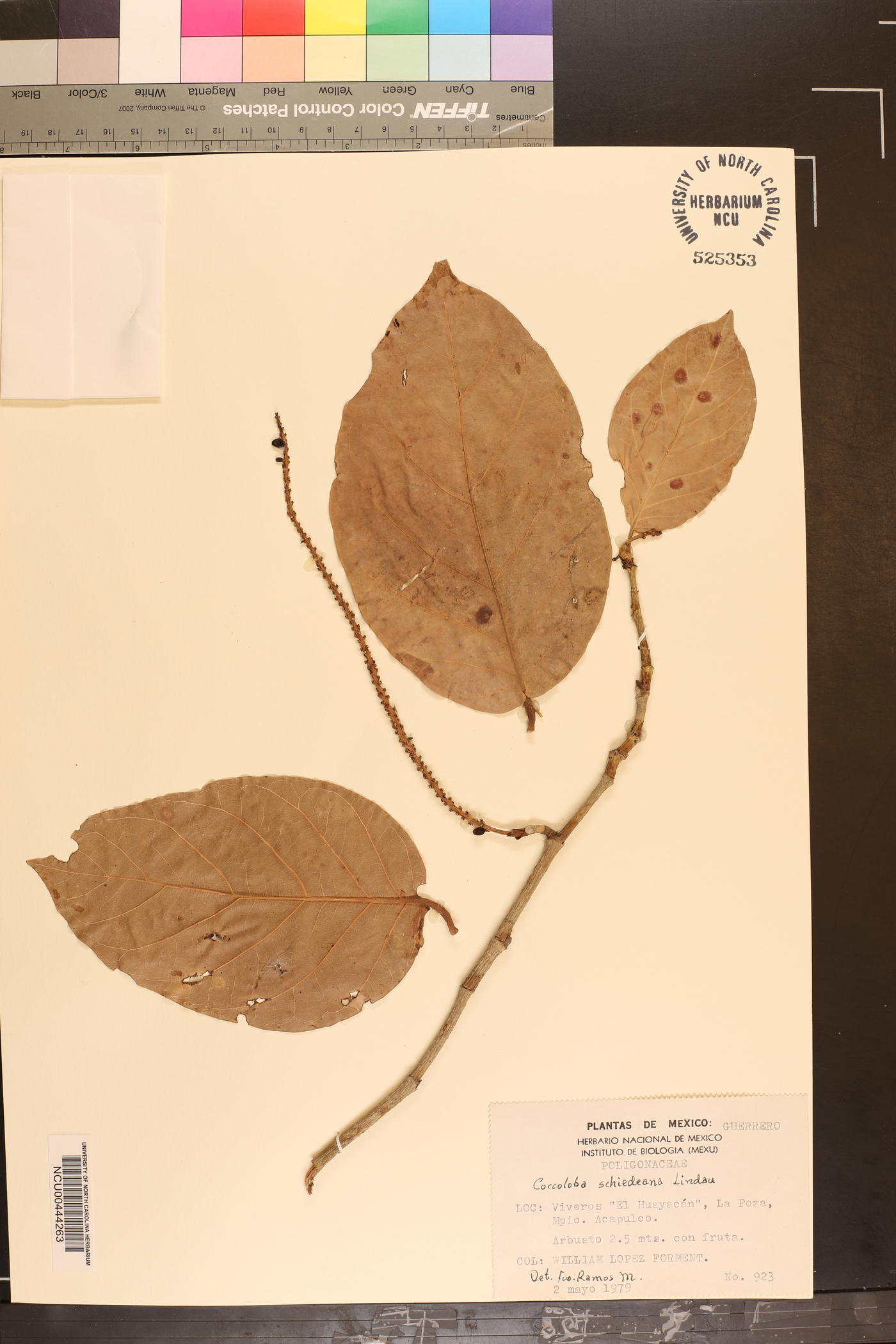 Coccoloba barbadensis image