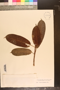 Ficus paraensis image