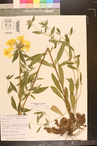Oenothera tetragona var. brevistipata image