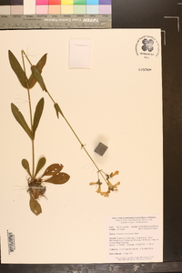 Penstemon laevigatus image