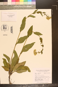 Parthenium integrifolium image