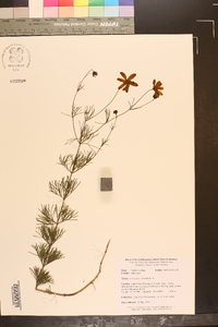 Coreopsis verticillata image