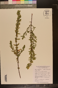 Hypericum crux-andreae image