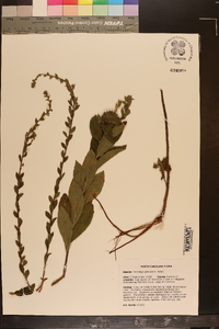 Solidago petiolaris image