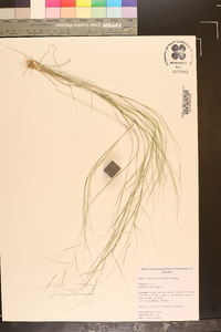 Aristida oligantha image