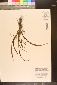 Hypoxis curtissii image