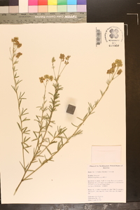 Lespedeza angustifolia image