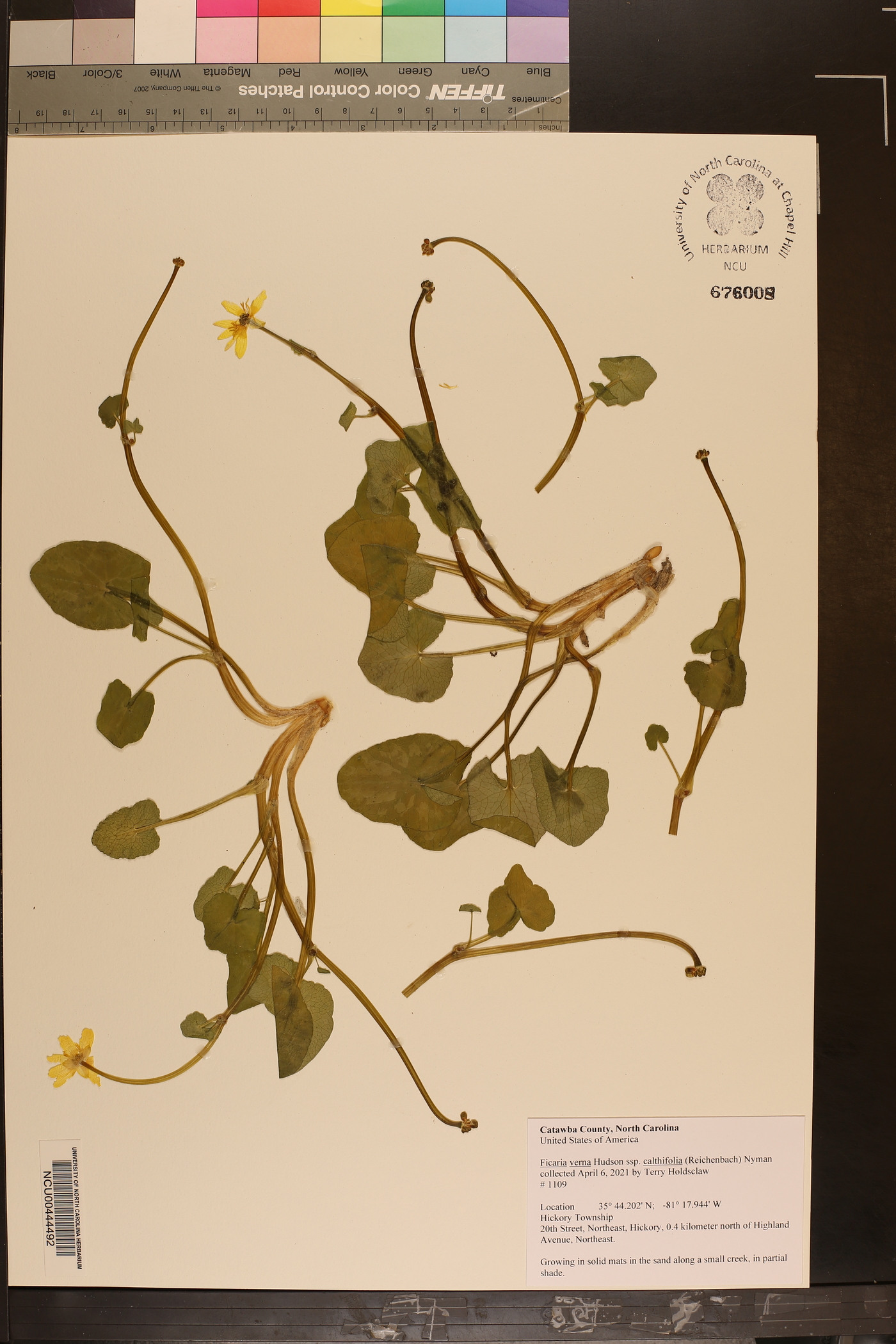 Ficaria verna subsp. calthifolia image