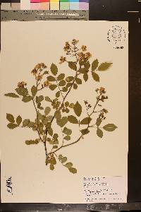 Rosa multiflora image