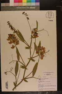 Lathyrus latifolius image