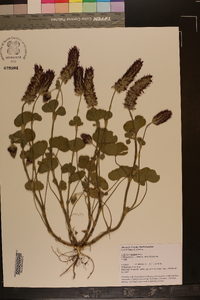 Trifolium incarnatum image