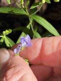 Trichostema setaceum image