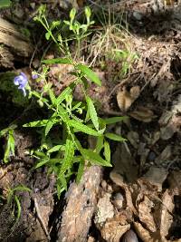 Trichostema setaceum image