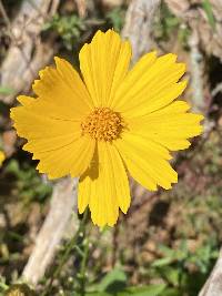 Coreopsis lanceolata image