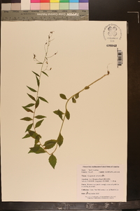 Campanula divaricata image