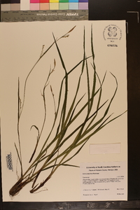 Carex purpurifera image