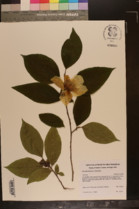 Stewartia ovata image