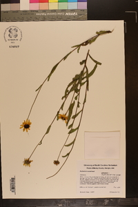 Rudbeckia truncata image
