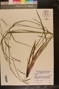 Carex debilis var. debilis image