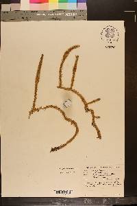 Lycopodiella alopecuroides image