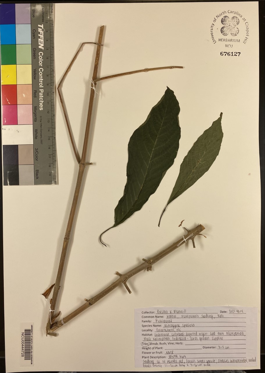 Mitragyna speciosa image