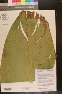 Thalia dealbata image